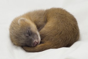 イタチが棲みついたら、ダニやノミの二次被害に注意! 熊本 佐賀の